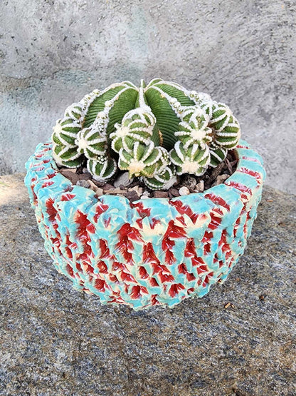 Aztekium hintonii f. proliferum