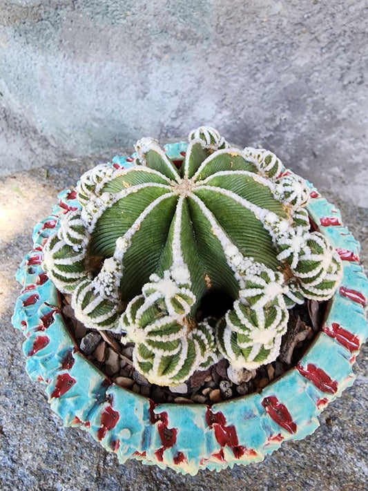 Aztekium hintonii f. proliferum