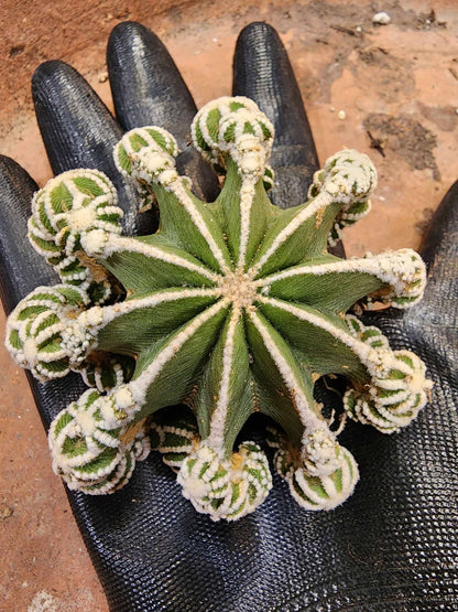 Aztekium hintonii f. proliferum