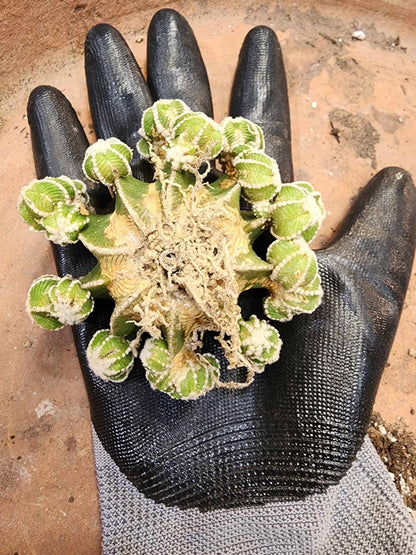 Aztekium hintonii f. proliferum