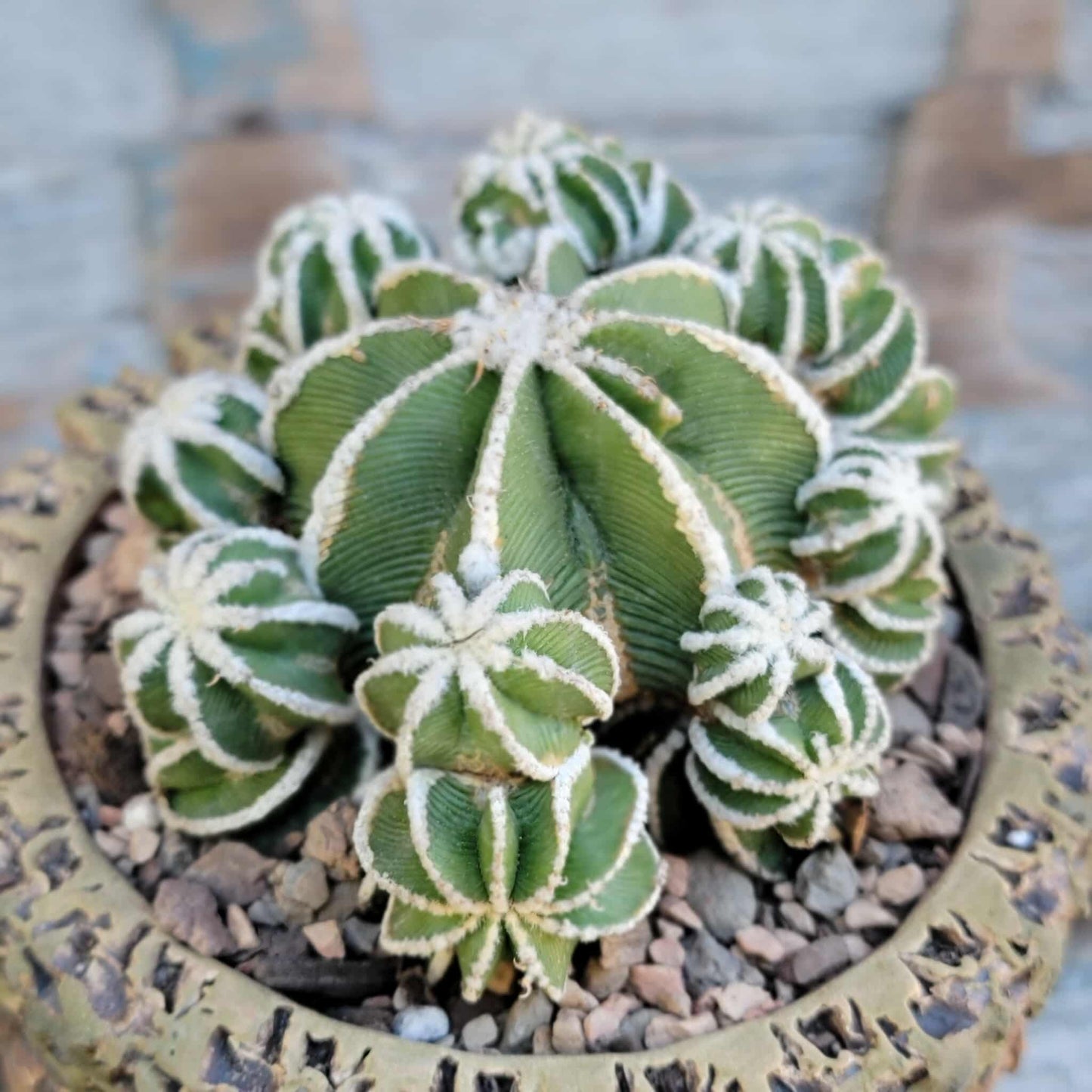Aztekium hintonii f. proliferum