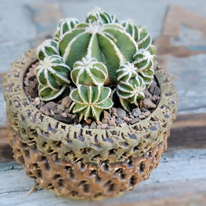 Aztekium hintonii f. proliferum