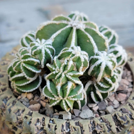 Aztekium hintonii f. proliferum