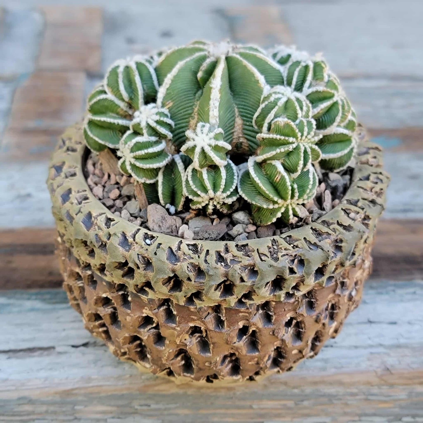 Aztekium hintonii f. proliferum