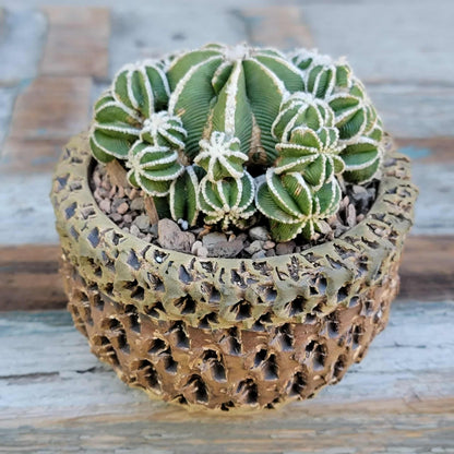 Aztekium hintonii f. proliferum