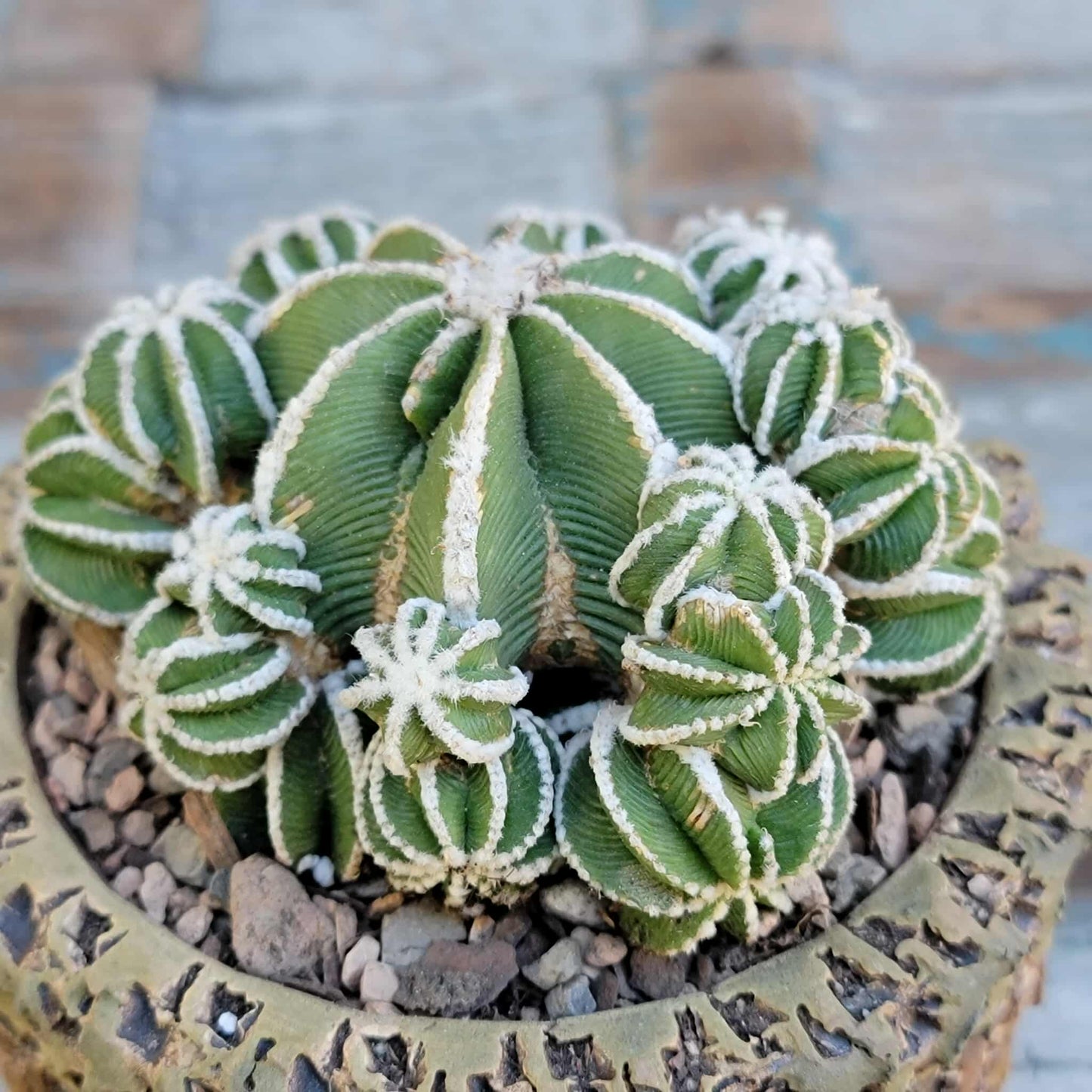 Aztekium hintonii f. proliferum