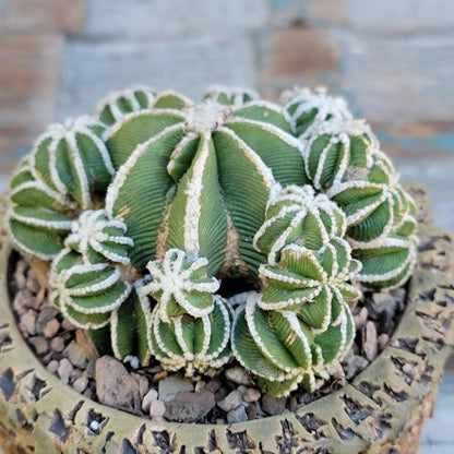 Aztekium hintonii f. proliferum