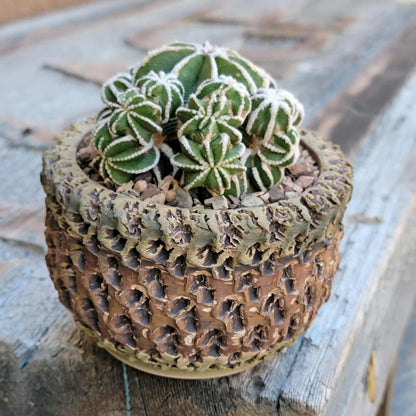 Aztekium hintonii f. proliferum