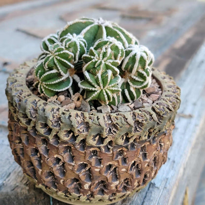 Aztekium hintonii f. proliferum