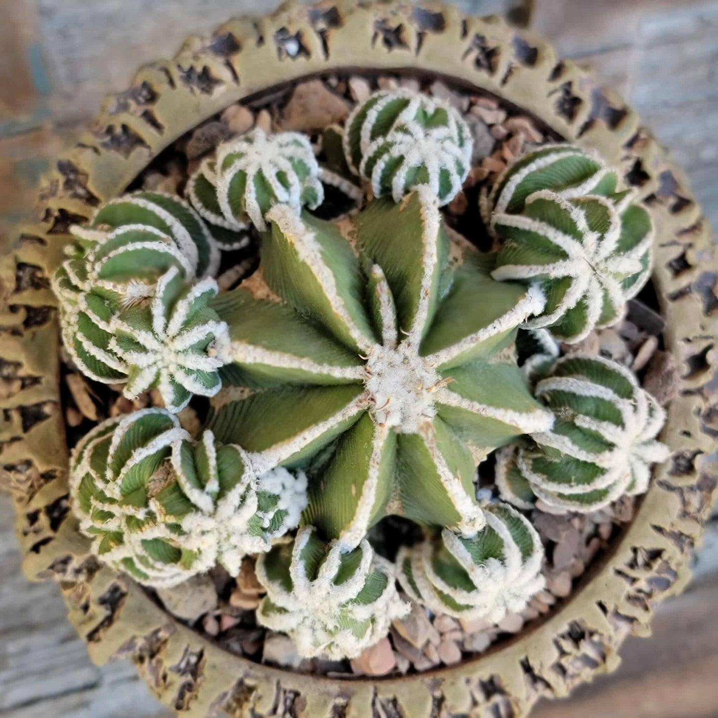 Aztekium hintonii f. proliferum