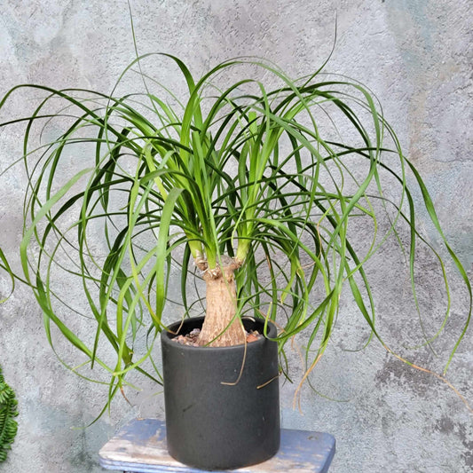 Beaucarnea recurvata - Ponytail Palm