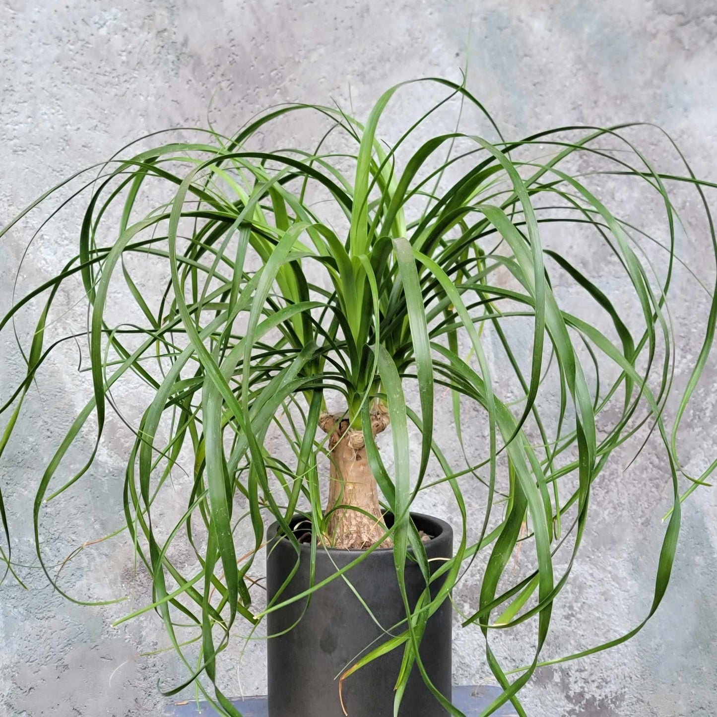 Beaucarnea recurvata - Ponytail Palm