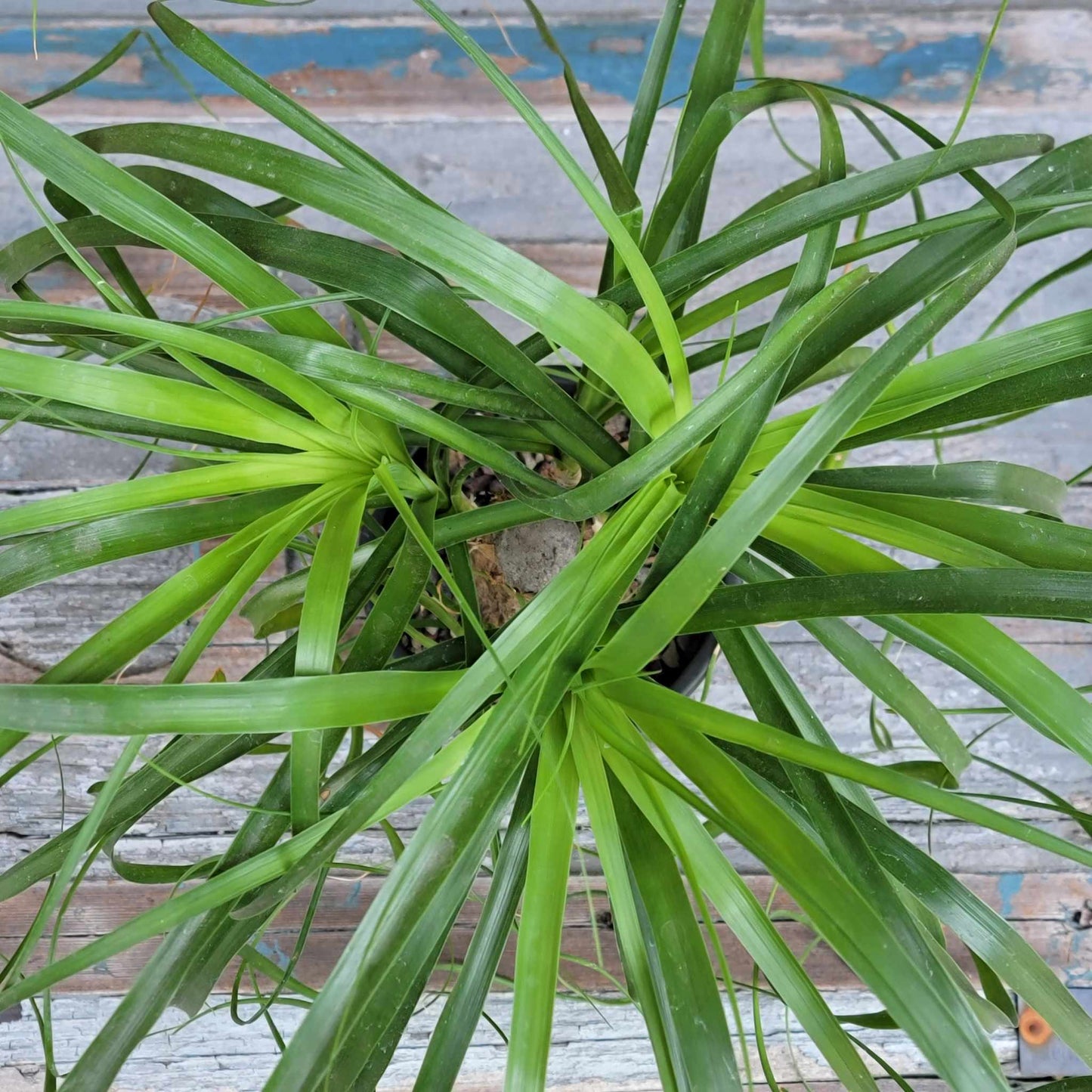 Beaucarnea recurvata - Ponytail Palm