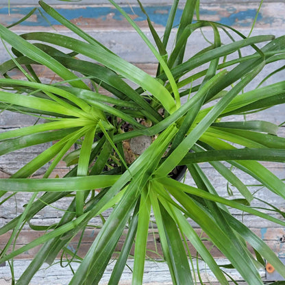 Beaucarnea recurvata - Ponytail Palm