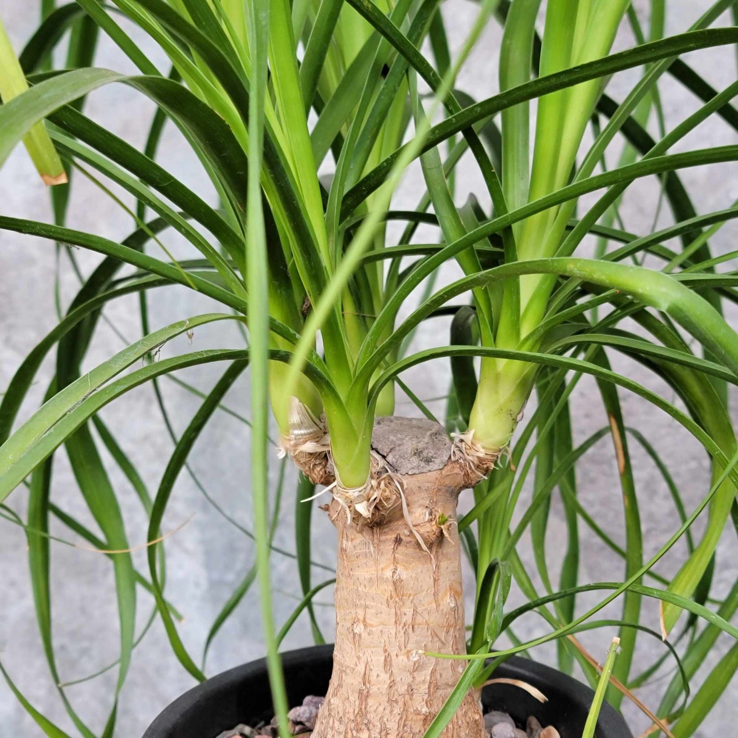 Beaucarnea recurvata - Ponytail Palm