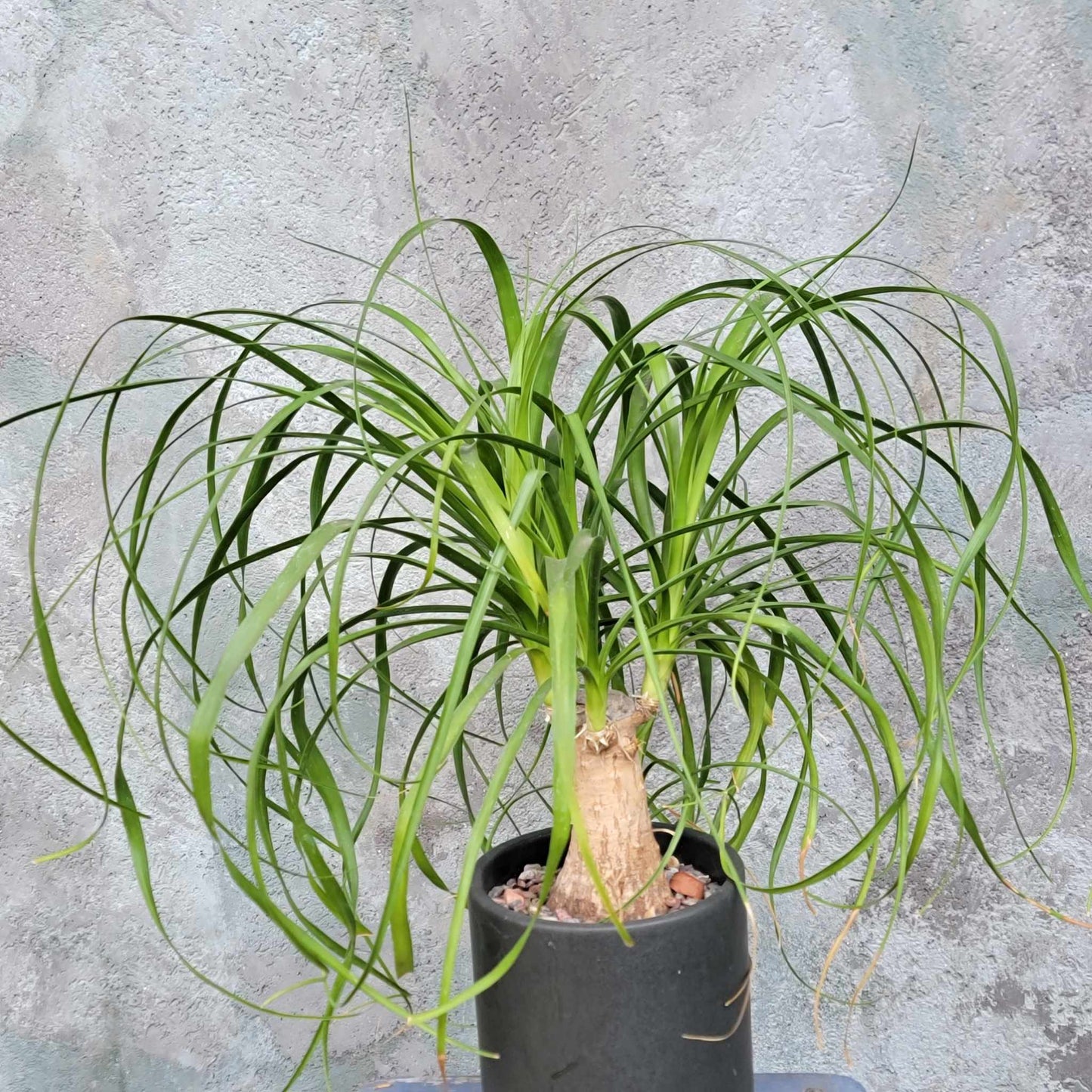 Beaucarnea recurvata - Ponytail Palm