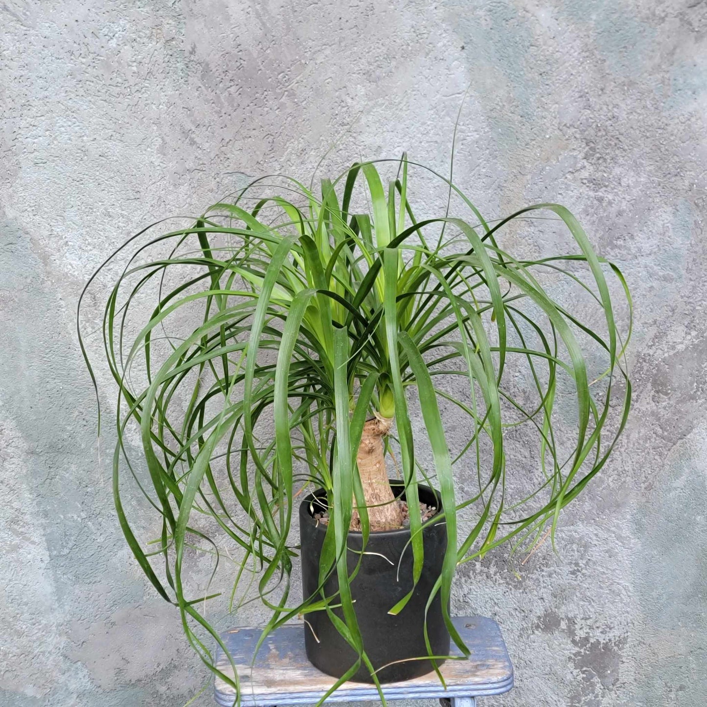 Beaucarnea recurvata - Ponytail Palm