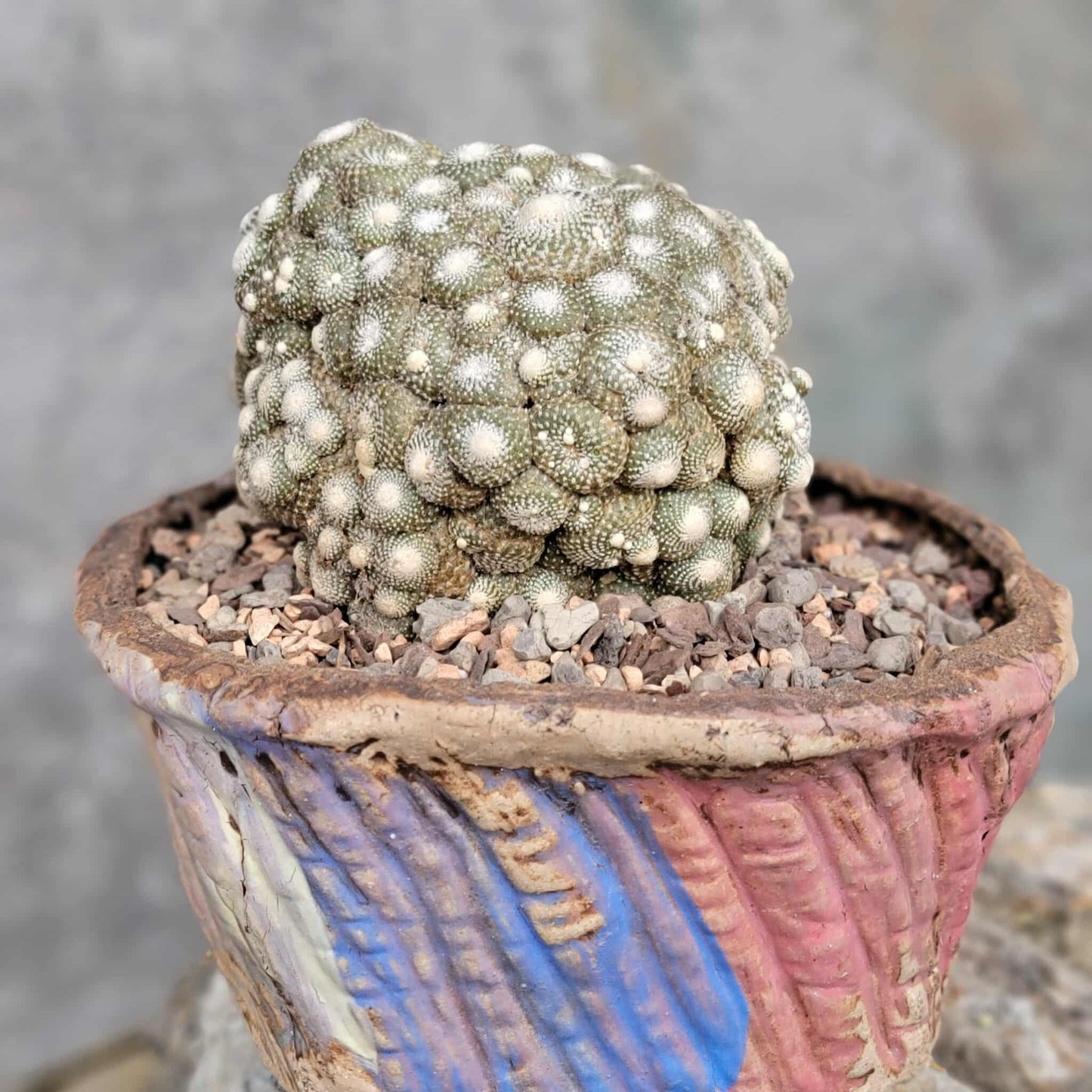 Blossfeldia liliputana - Big Cluster