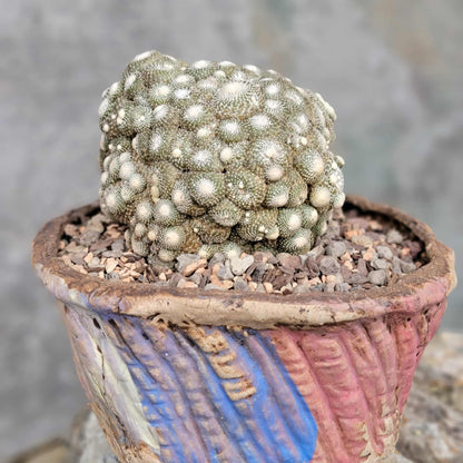 Blossfeldia liliputana - Big Cluster