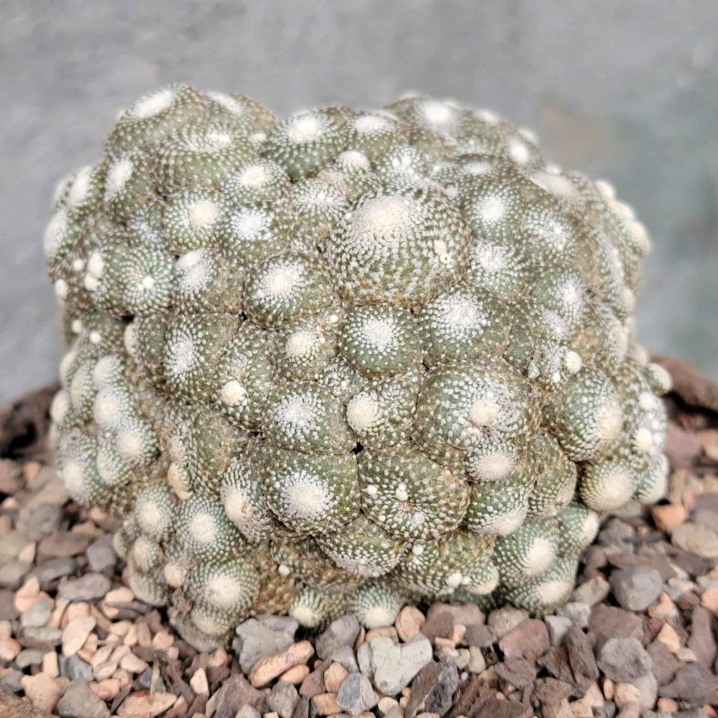 Blossfeldia liliputana - Big Cluster