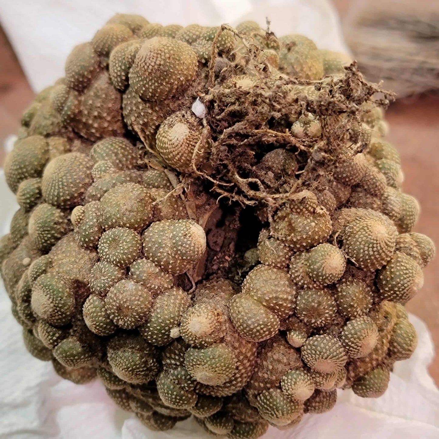 Blossfeldia liliputana - Big Cluster