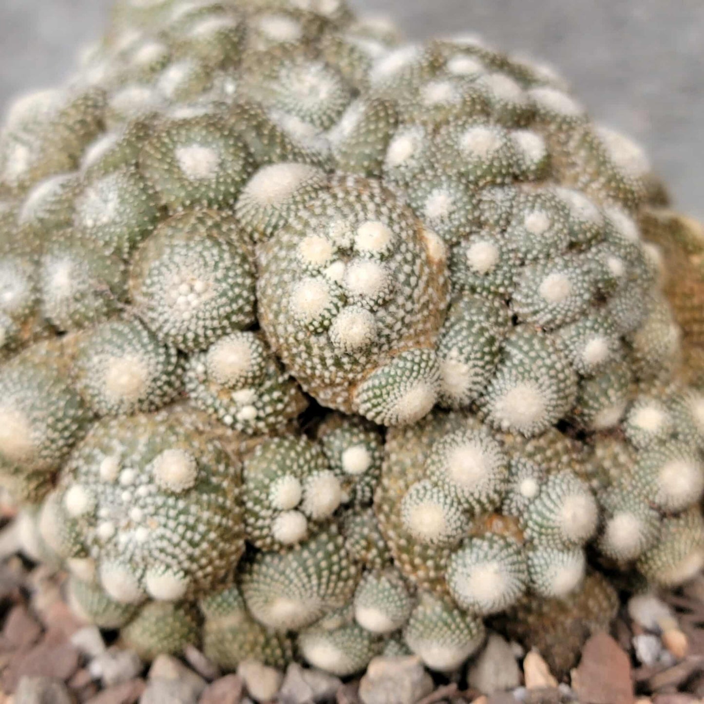 Blossfeldia liliputana - Big Cluster