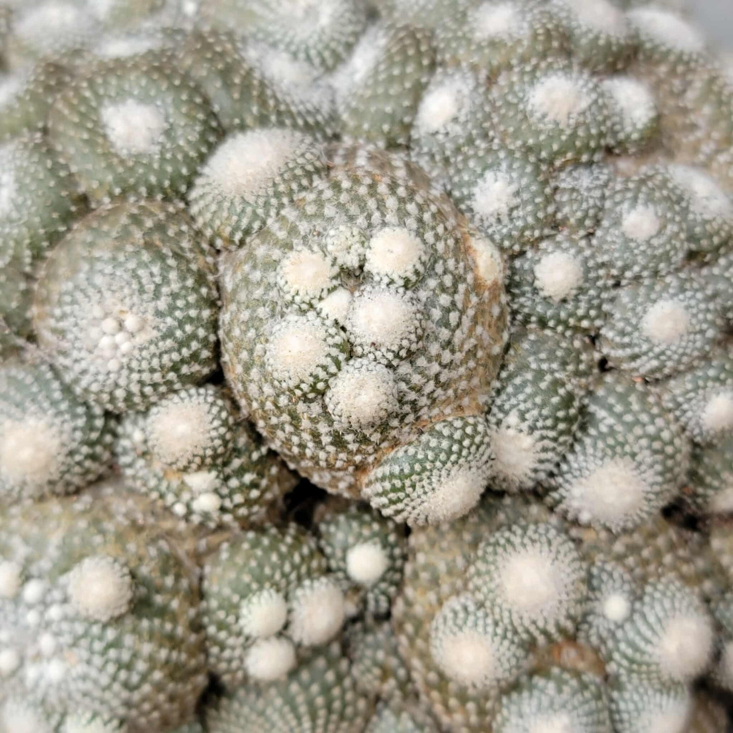 Blossfeldia liliputana - Big Cluster