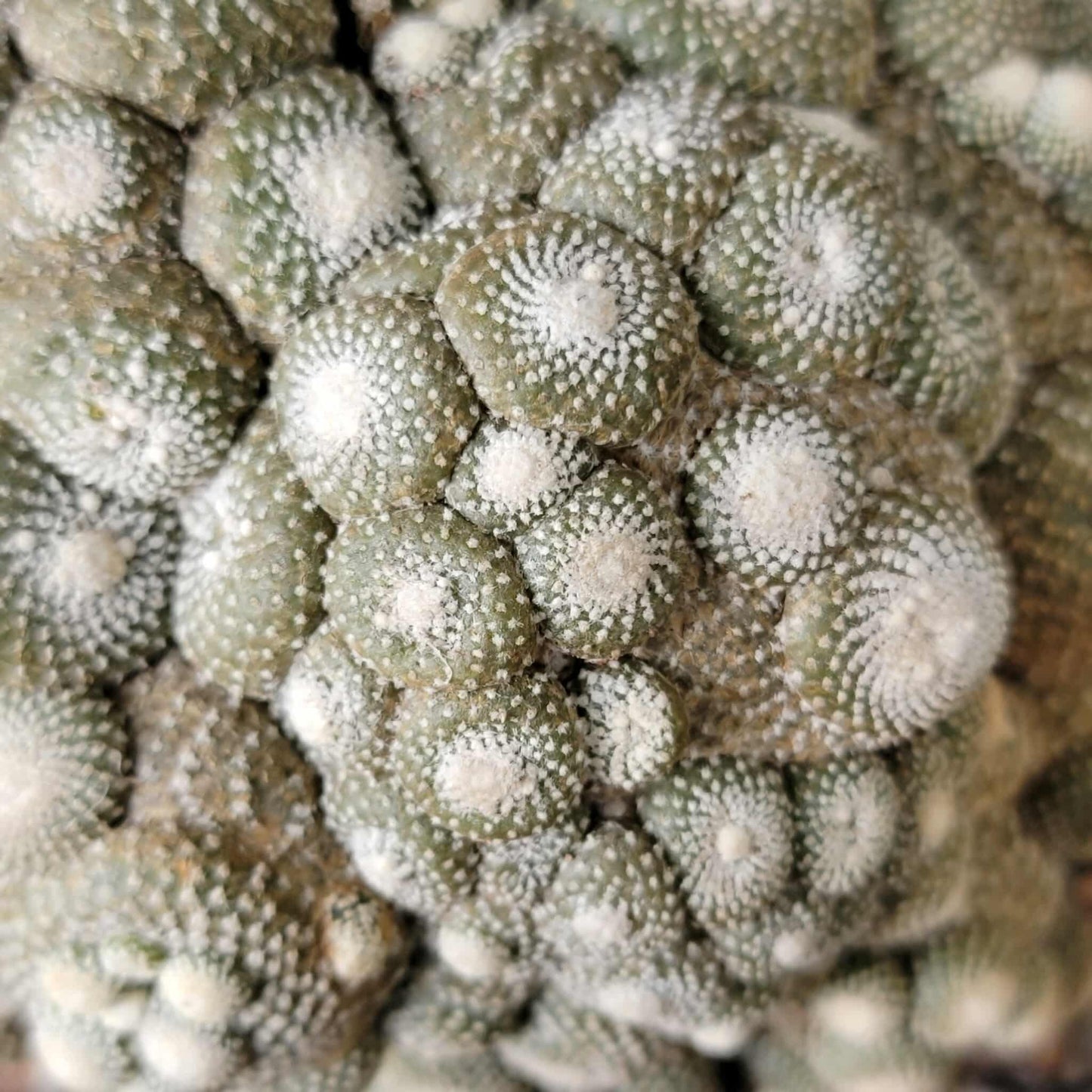 Blossfeldia liliputana - Big Cluster