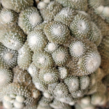 Blossfeldia liliputana - Big Cluster