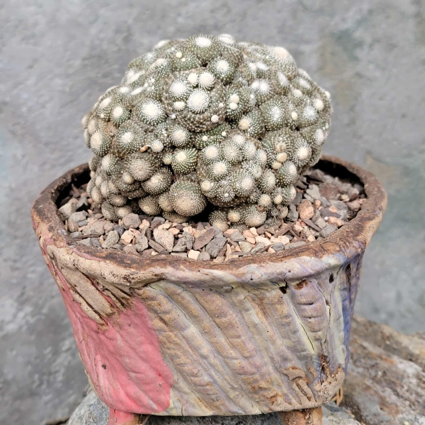 Blossfeldia liliputana - Big Cluster