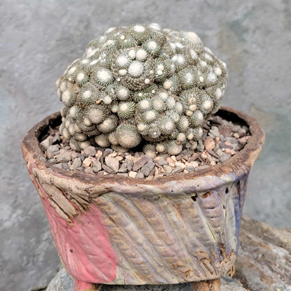 Blossfeldia liliputana - Big Cluster