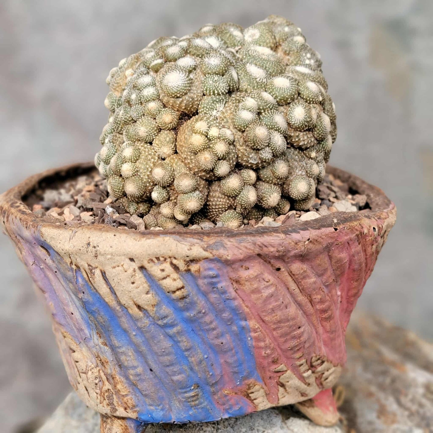 Blossfeldia liliputana - Big Cluster