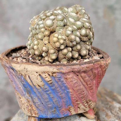 Blossfeldia liliputana - Big Cluster