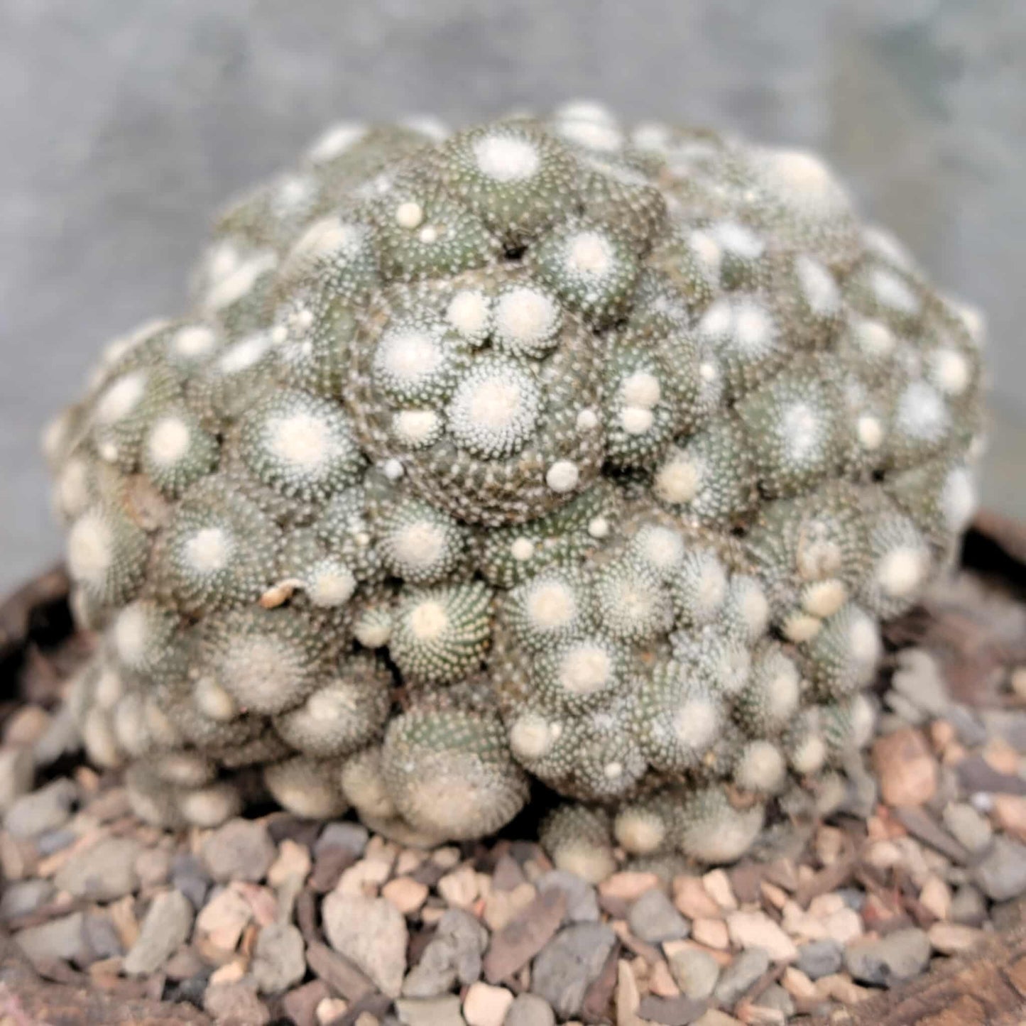 Blossfeldia liliputana - Big Cluster