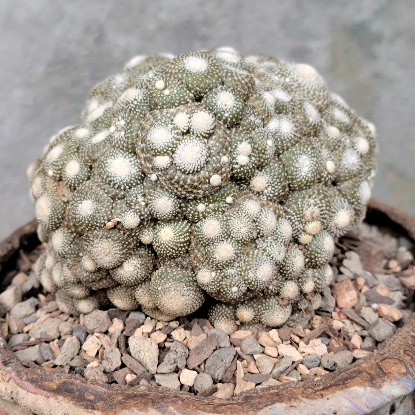Blossfeldia liliputana - Big Cluster