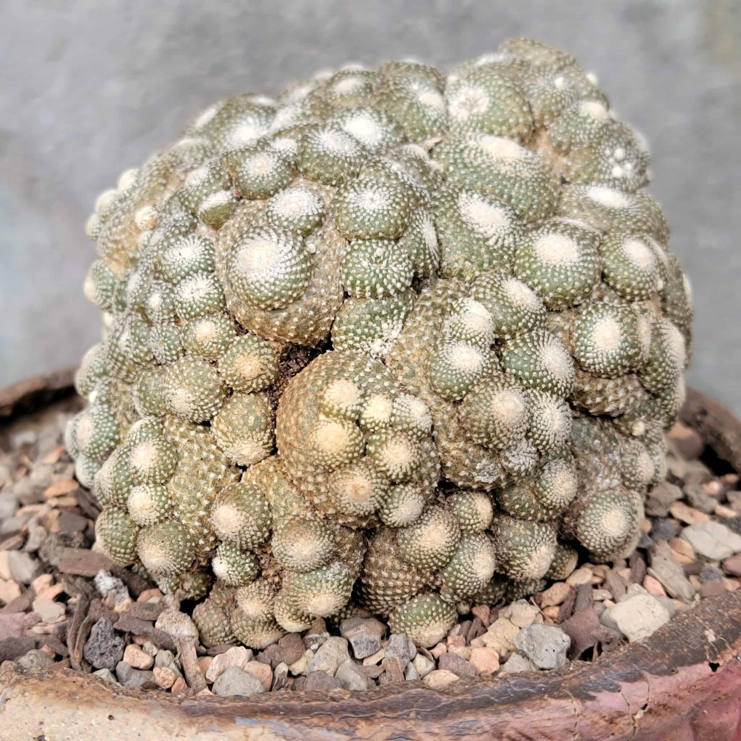 Blossfeldia liliputana - Big Cluster