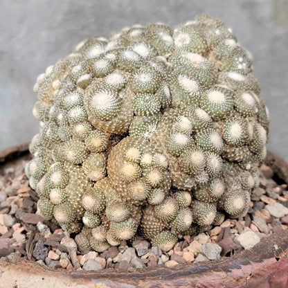 Blossfeldia liliputana - Big Cluster
