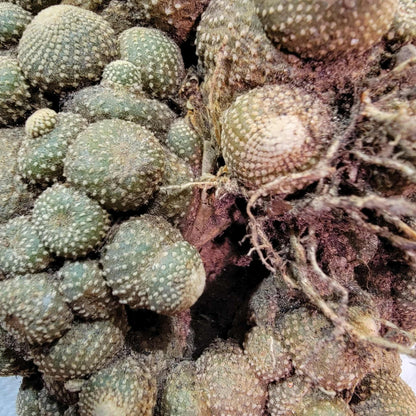 Blossfeldia liliputana - Big Cluster