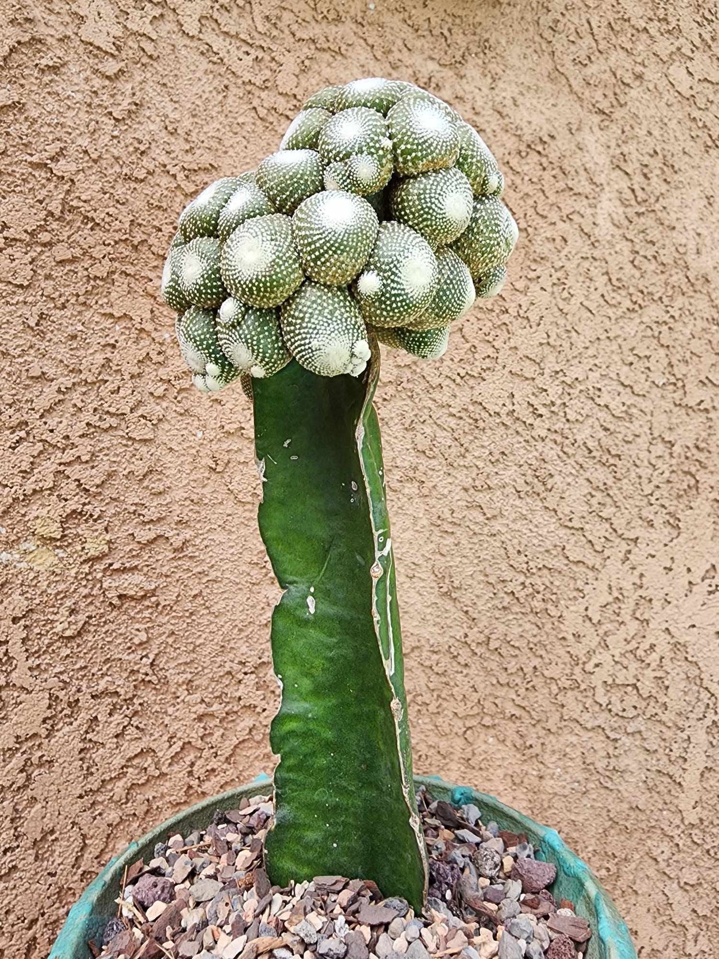 Blossfeldia liliputana