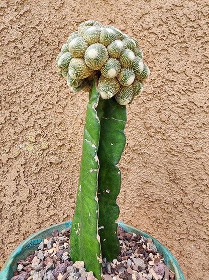 Blossfeldia liliputana