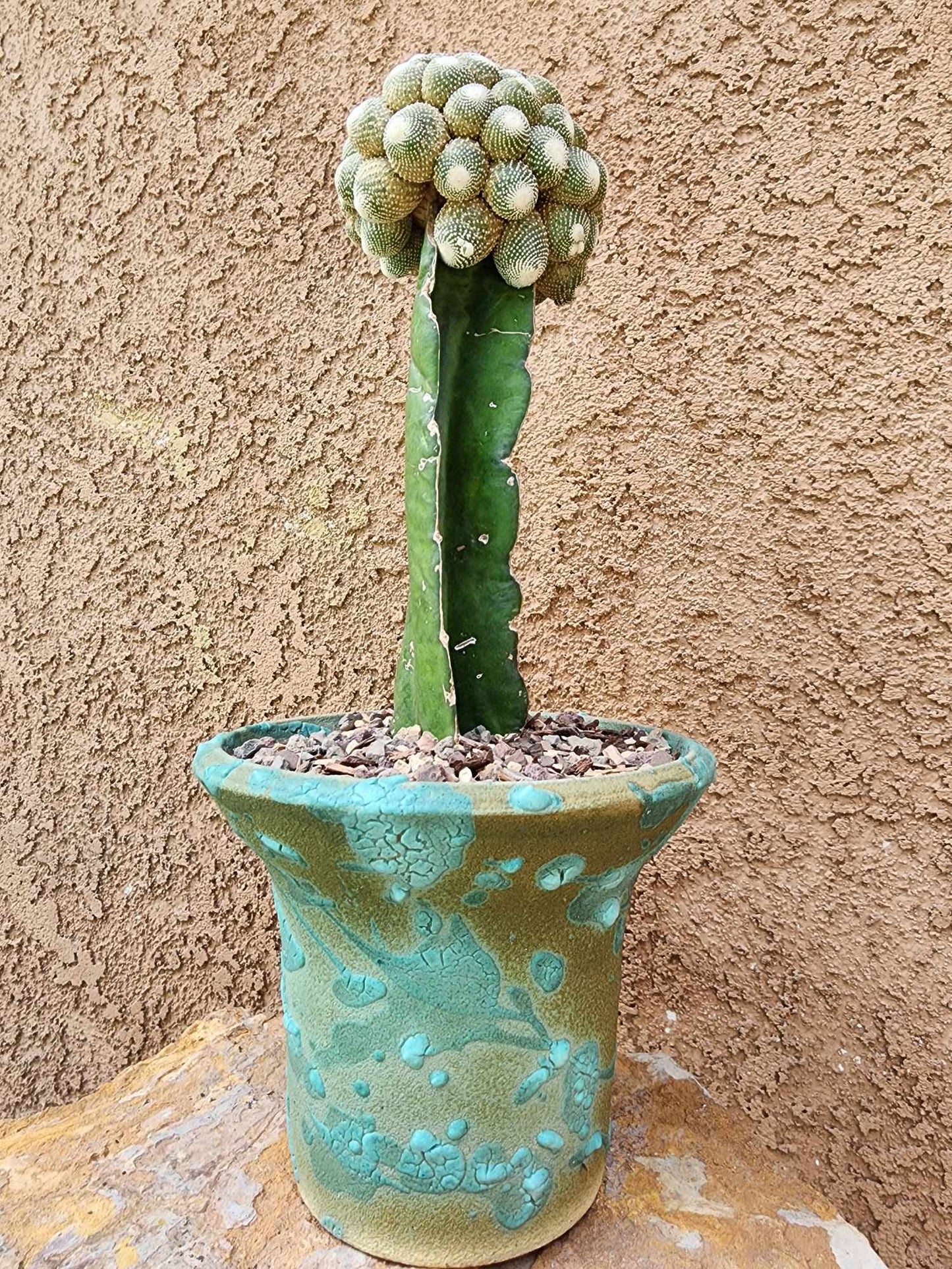 Blossfeldia liliputana