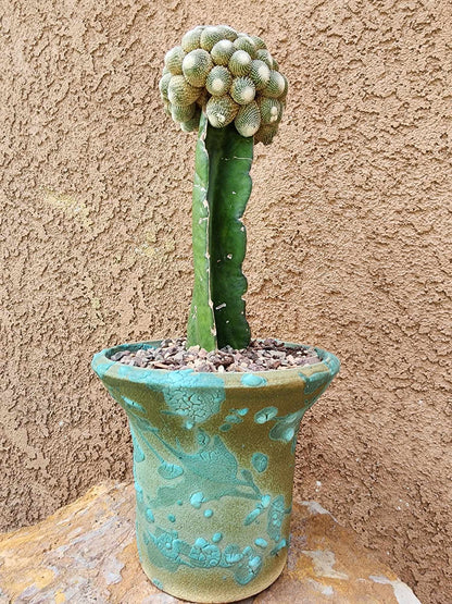 Blossfeldia liliputana