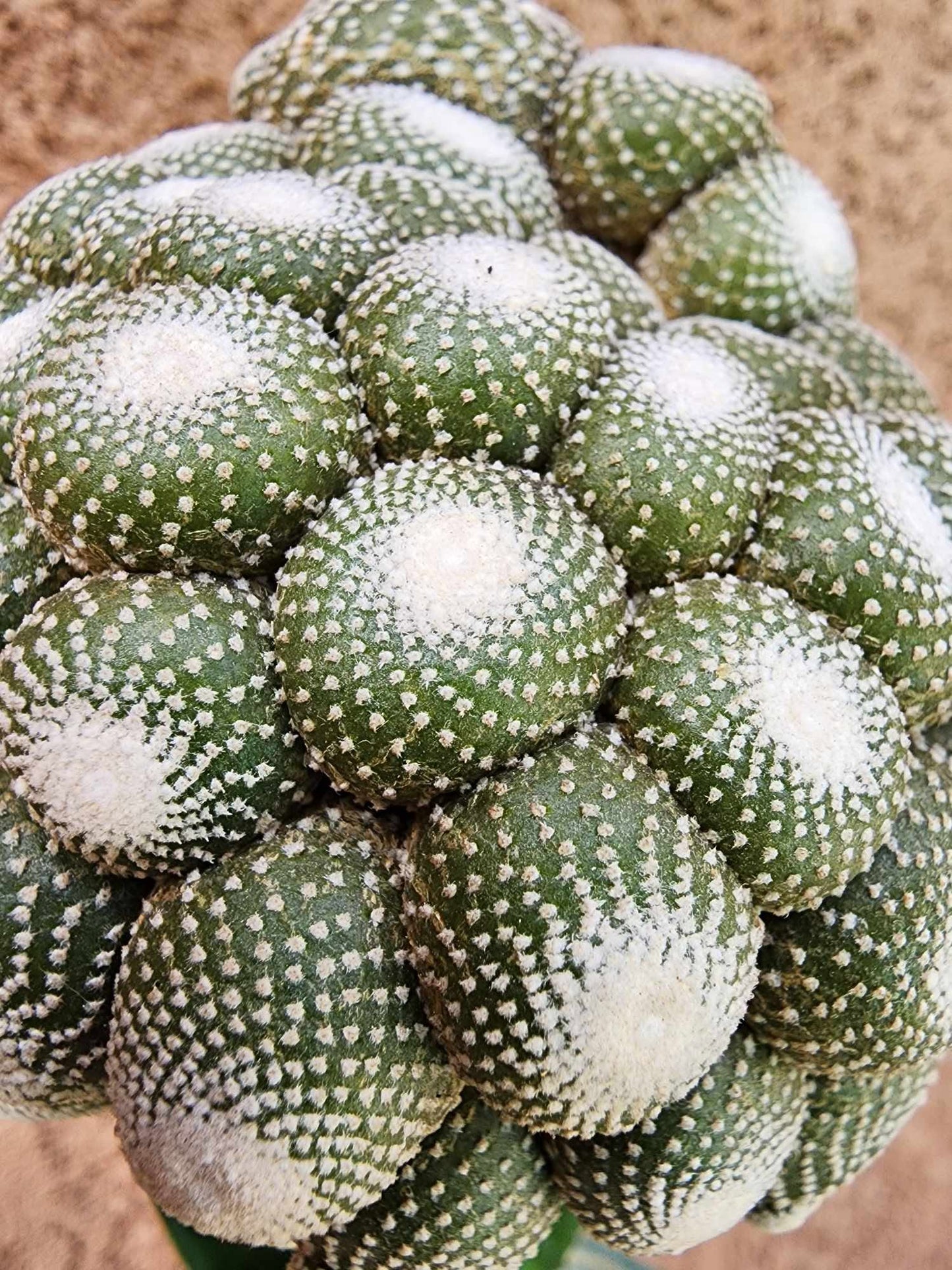 Blossfeldia liliputana