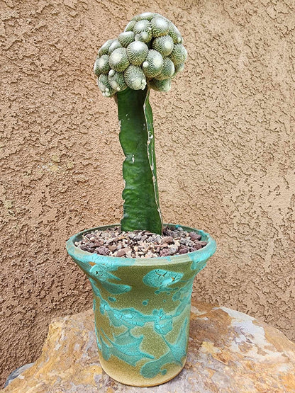 Blossfeldia liliputana