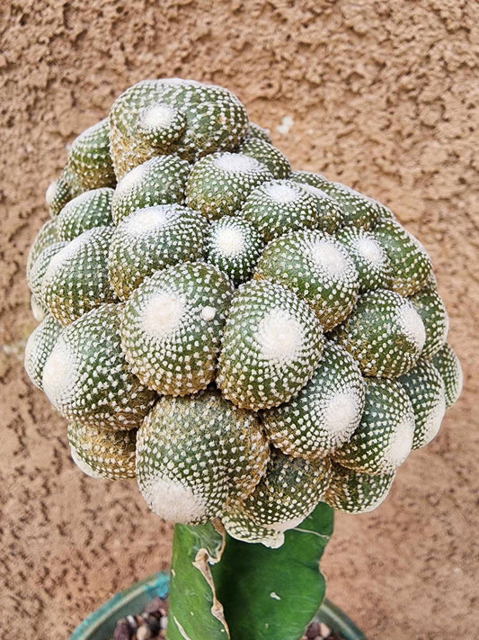 Blossfeldia liliputana