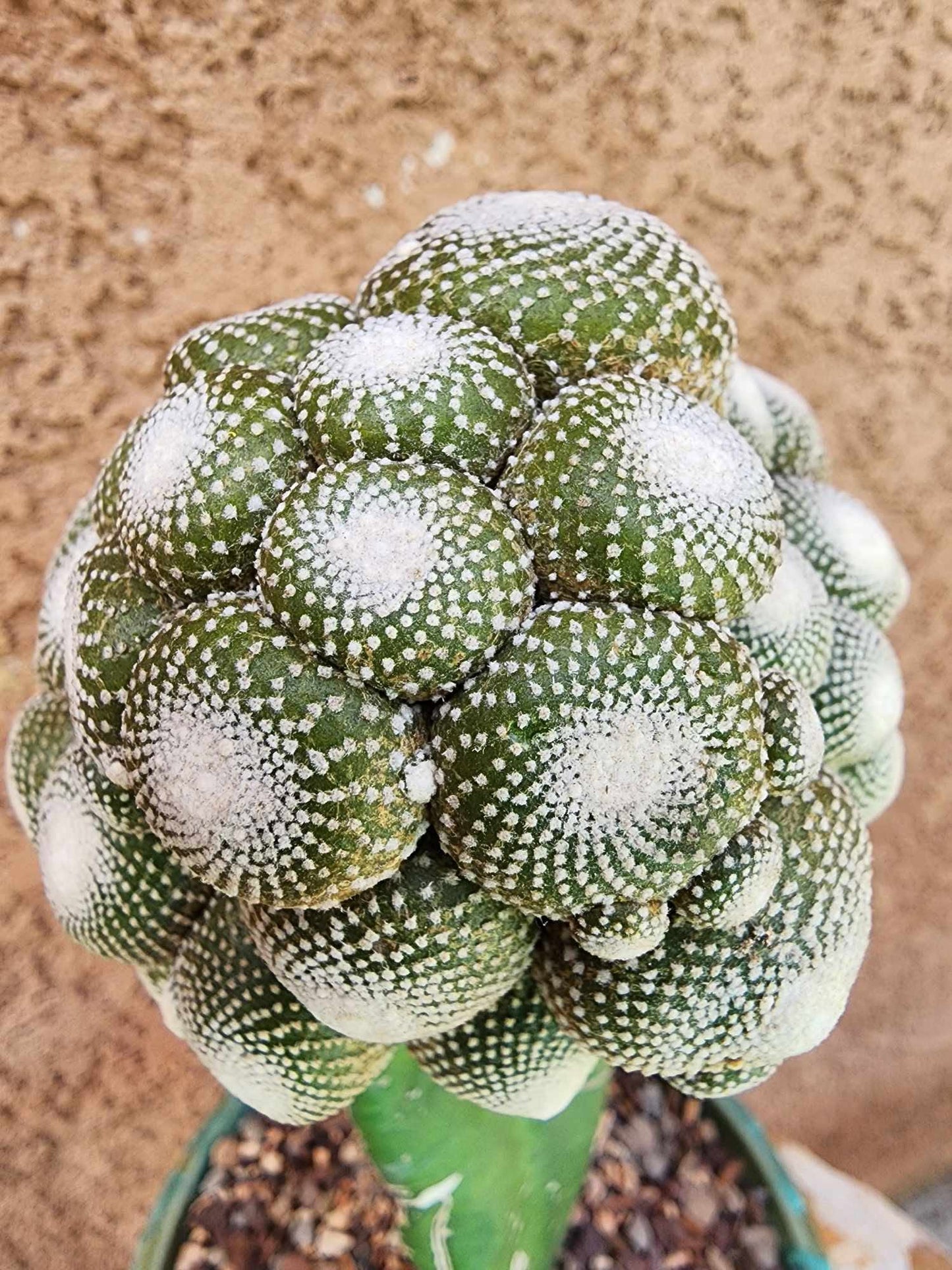 Blossfeldia liliputana