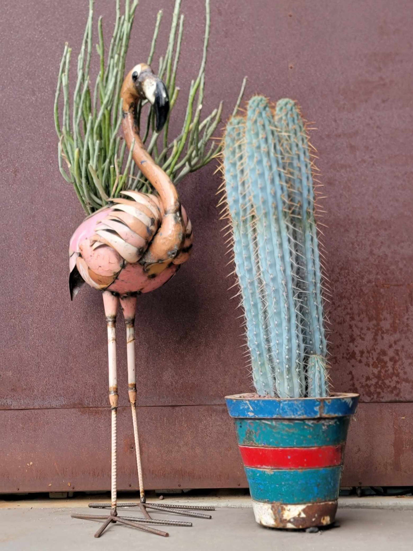 Browningia hertlingiana - 3 Arms + Baby -  4 Feet Tall!  Landscape Wish List!