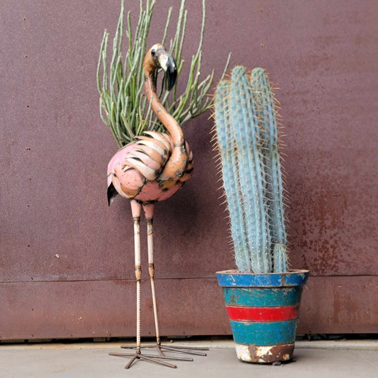 Browningia hertlingiana - 3 Arms + Baby -  3 Feet Tall!