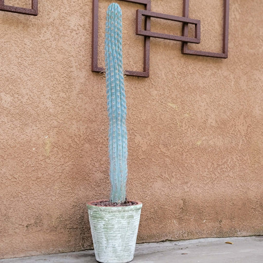 Browningia hertlingiana -  41" Tall!