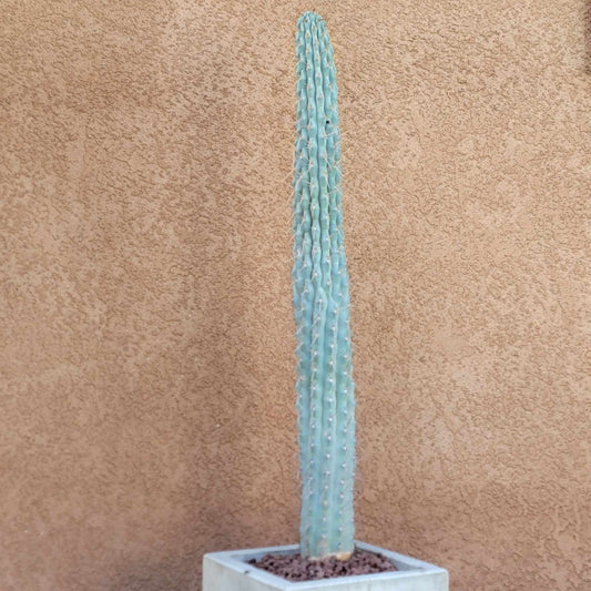 Browningia hertlingiana -  4 Feet Tall!
